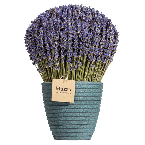 French Lavender С†РІРµС‚С‹