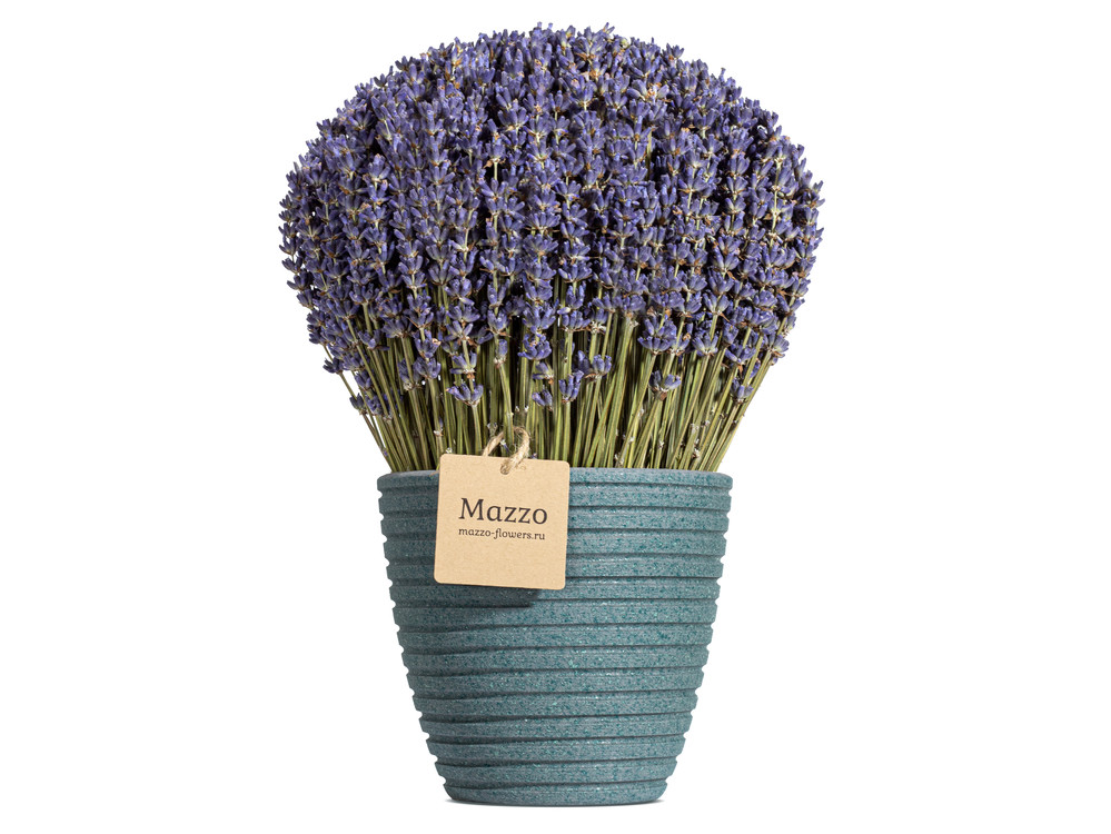 French Lavender С†РІРµС‚С‹